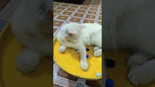 おもしろ猫スタイル集 😸 見れば見るほど好きになる！| #catslovers #shorts #cutecats