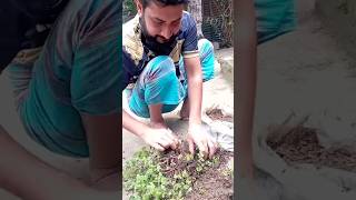 উপকারী গাছের পরিচর্যা || পুদিনা পাতা || #পুদিনা #গাছেরপরিচর্যা #গাছেরযত্ন