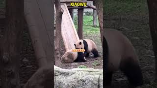 莽仔麻麻最烦的扯后腿专业户——小五 #pandacub #animals #giantpanda #cute #pandachina #funny #cutepanda #zoo #パンダちゃん
