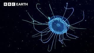 LIVE 🔴 Exploring Underwater Worlds | BBC Earth