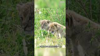 猫头鹰大战母狮 #野生动物零距离#狮子#猫头鹰#野生动物零距离