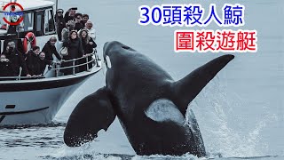 [生物放大鏡] 虎鯨真面目? 30頭虎鯨圍攻遊艇的驚人真相 ! | 虎鯨真的開始吃人了嗎? | 500起攻擊與沈船事件
