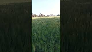 #viewskaisebadhaye #1000subscriber #growyoutube #howtogainyoutubesubscribers #newyoutuberhelp#views
