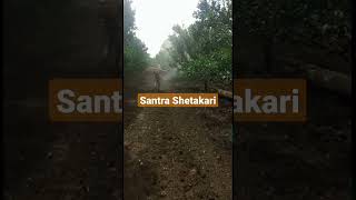 #Santra Shetkari #Jagacha Poshinda #shorts #viral #youtubeshorts #ytshorts #trending
