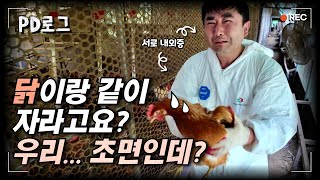 닭 만져보는 것도 처음인데 잠도 같이 자랍니다... / PD로그 [알쓸신잡 – 달걀의 모든 것] 1/2