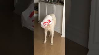 Hilarious Dog Antics: Inside a Dog's Crazy Mind#doglife #funnydogs #dogantics #petvideo