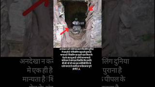 पीपल के पेड़ के अंदर शिवलिंग #mahadev #bholenath #shiva