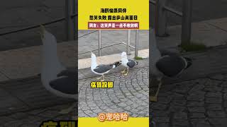 海鷗偷襲同伴，憋笑失敗，露出廬山真面目，網友：這笑聲是一點不收斂啊 #宠哈哈