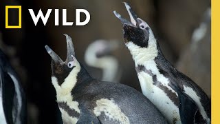 Never Before Filmed Moments | Secrets of the Penguins | National Geographic