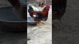 Big cock #bollywood #love #song #arrahman #movie #pig #robloxpig #funnymemes #ytshorts
