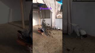 Peacock dance #peacocktv #shortvideo #colourfulpeacock