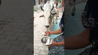 gai ko roti khilao 🥰🐄✅ #cow​​​ #animals​​​ #food​​​ #trending​​​ #funny​​​ #cuteanimal​​​ #cute​​​