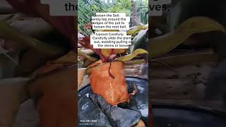 Uprooting potted plants properly #plantcare #caretips #usefultips #happygardening @