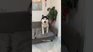 不养狗不知道养狗的乐趣 #不养狗不知道养狗的乐趣 #萌宠暑期出道计划