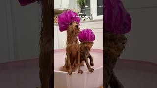it’s bath time! #poodle #dog #puppy #bathtime #viraldog #shorts #asmrsounds