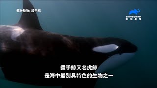 《超神動物》地球上最有創意的掠食者：殺手鯨｜動物星球頻道