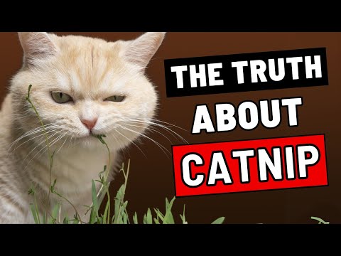 What Catnip Really Does to Your Cat