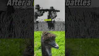 The Great Emu War! Australian army declared war on the emus and lost...