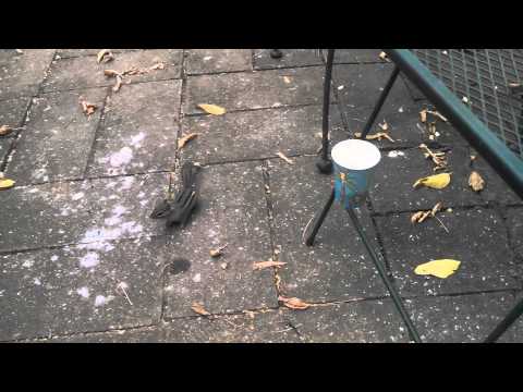 Chipmunk Training 202, The diving Chipmunk!