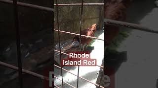 Rhode Island Reds new acquire