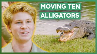 The Biggest Crocodilian Move In Australia Zoo's History | Crikey! It's The Irwins