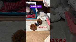 生意気盛りな末っ子#愛犬#犬のいる暮らし #大型犬#プードル