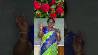 #சின்ன சின்ன வண்டுகளா #பாடல்504 @Packia Teacher