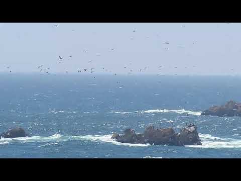 HUNDREDS OF MARINE BIRDS