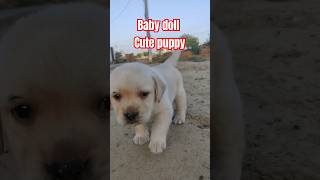 Baby doll🥰🐕#love#labpuppy#cutepuppy#viralshorts#funny #youtubeshorts