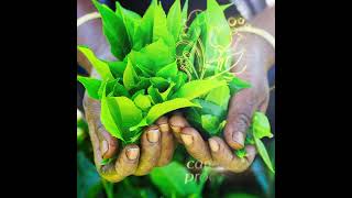 With each pick of a tea leaf - Terapy Ceylon