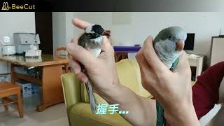 這鳥真的會說話---首部曲〈白頭翁第12集〉。This bird can really talk---first song  〈Pycnonotus sinensis Episode 12〉。