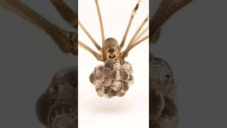 Cellar Spider with eggs