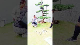 台中七期植栽景觀施工 田尾名花園藝 0933496267