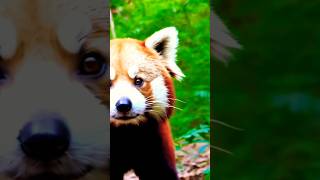 The one and only RED PANDA #redpanda #adorable #animals #cute #internationalredpandaday #pandacub