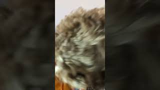 What the dog doing #dog #doglover #floofypaws #cute #youtubeshorts #everything