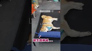 【柴不理你】寵物展遇2汪隔空吵架！淡定柴犬躺中間安穩入睡💤 #shorts