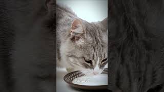 Cats and milk: a purrfect pair or a recipe for disaster? 🐱🥛