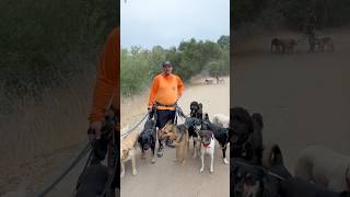 DOGEX: Doo What Drew Loves #doglife #dogpoop #packleader #dogs #dogwhisperer #lovedogs #dreamjob