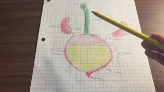 Micturation Video Module13