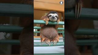 Pygmy Three-toed Sloth 🦥 The Tiniest Sloth on Earth!