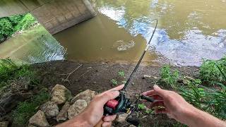 The Fish I’ve Been Searching For…Were Right in My BACKYARD?