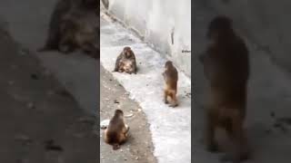 Playing with a baby#monkeys #monkeysounds #monkeyfunny #monkeyvideo #animals #littlemonkey