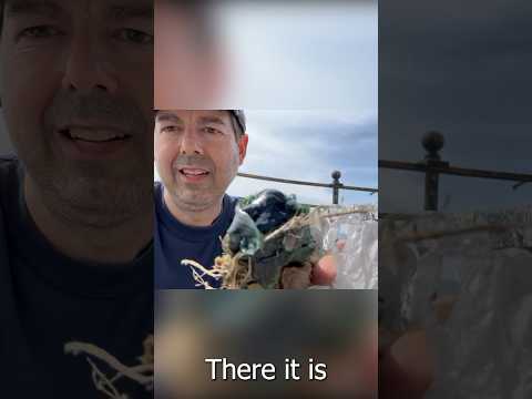 Angry Osprey Update 2: Grease in the nest??🐦😡