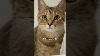 Three things my cat good at😼#catshorts #cat #funny #cute #funnycats #ytshorts #trending #pets #fyp