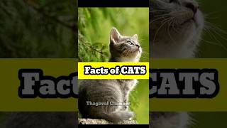 Facts of Cats #facts #catsfacts #factstamil #techtamil #factsofcats #catlover #catvideos #cat