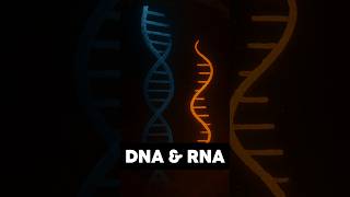 DNA vs RNA : The Blueprint and The Messenger! By VMC Medical