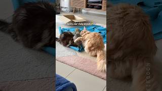 🔊Beauty, Brains and Lots of Spice, Makes a Floof So Nice!😸 #mainecoon #catsounds