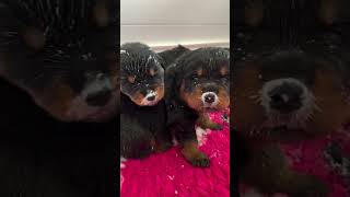 Gorgeous Rottweiler Puppies That Will Melt Your Heart 😍Vol 1🐾