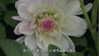 よりそう風／染矢敦子