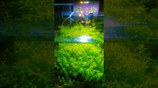 Low Tech 10 Gallon Planted Aquarium #shorts #youtubeshorts #fish  #aquarium #fishtank #plants #tank